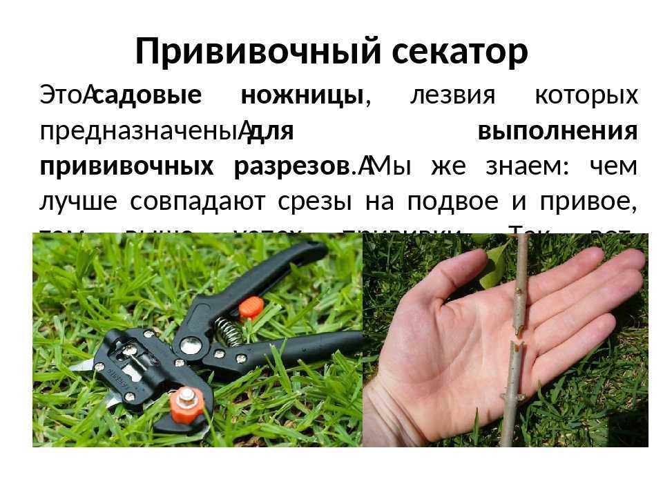 Прививочный секатор - как выбрать, преимущества, недостатки
