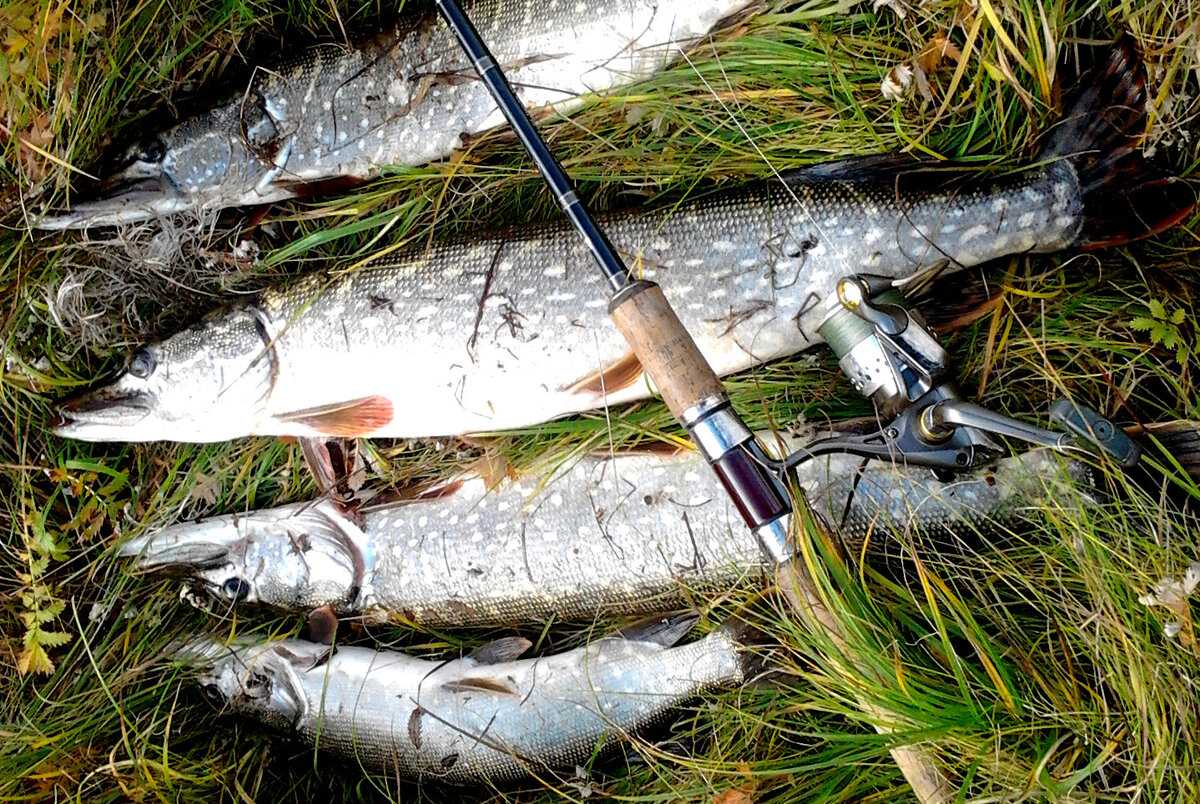 🎣какую катушку выбрать для ультралайта и микроджига