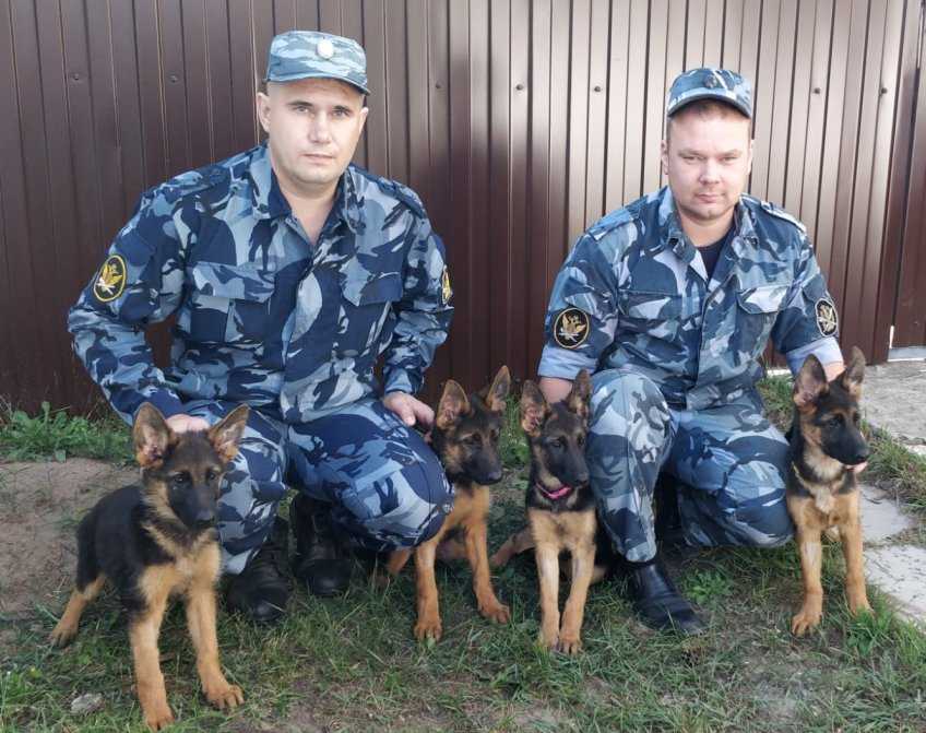 Разведение породистых собак как бизнес