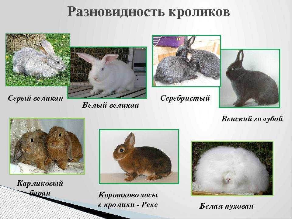 Самые популярные породы декоративных кроликов с фотографиями и названиями