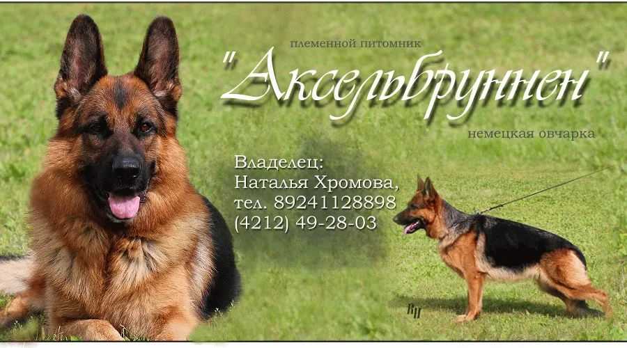 Лучшие собаки для квартиры