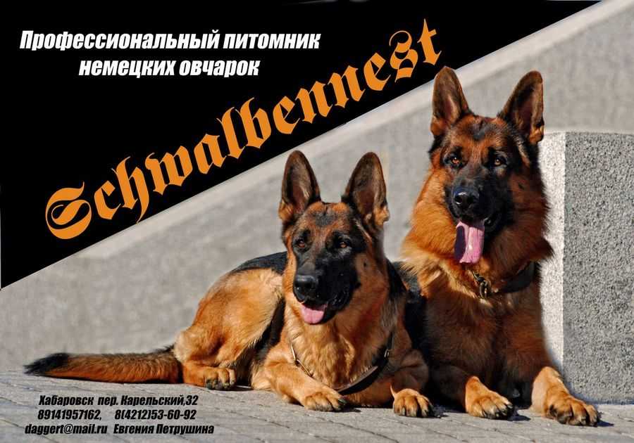 О проекте — международный выставочный рейтинг шоу собак